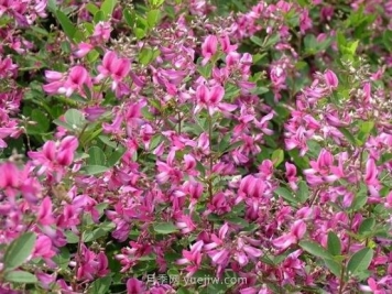 二色胡枝子的特性，种植时间和使用价值