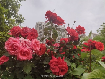 七月份苗木养护工作要点​
