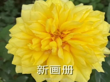 新画册月季