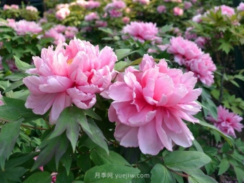 牡丹凭啥能脱颖而出成为国花？如何种植牡丹？