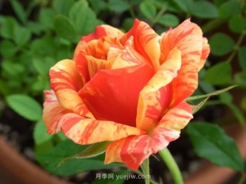 戏法柯德娜月季