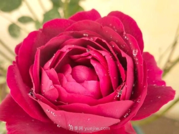 在广东表现比较好的3个月季