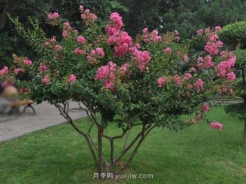 丛生拼栽苗木怎么种才能赚大钱？