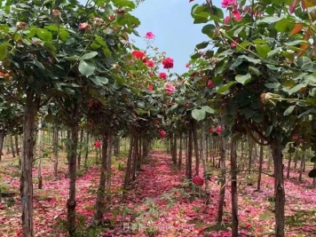 精品树状月季的标准如何达到？