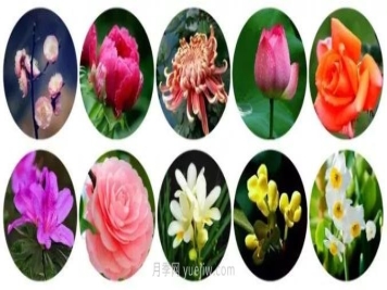 中国有哪十大名花，惊艳世界！