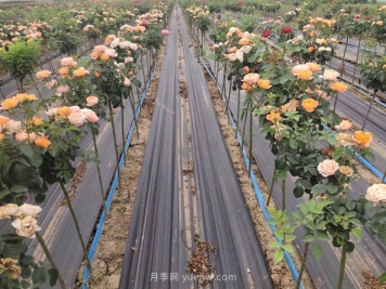 为什么越来越多的人爱上树状月季，这款新型品种，确实漂亮