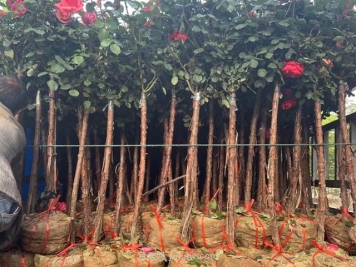 为什么栽植两年后的苗木会出现小枯枝？