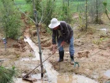 南阳苗木受涝后应该如何紧急处理