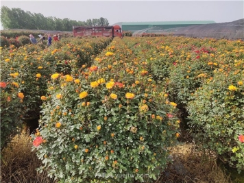 灌木球如何养护修剪才能买上好价格？