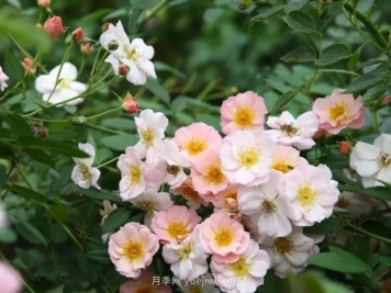 养卖花姑娘月季，花朵粉嫩可爱，留一个美丽