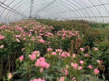 南阳月季苗圃正面临着哪些竞争威胁？