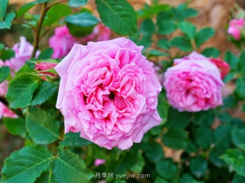 赏花经济兴起，这几个树种或将成为苗木行业新机遇！