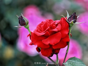 植物设计师必须懂得景观空间尺度设计，