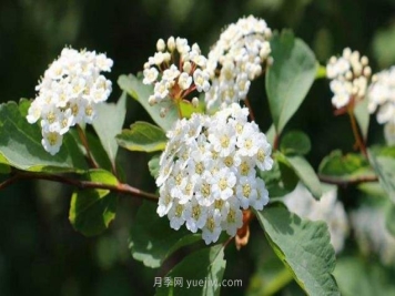 北方常见的16种护坡植物