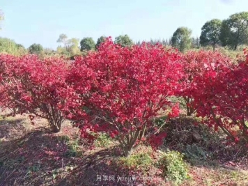 想依靠丛生苗赚大钱，你得先看透这些问题