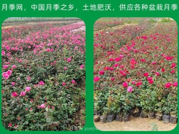 南阳苗木种植应该注意那些？