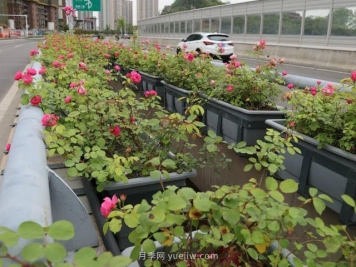 为什么自家基地的苗木总是卖不出去？