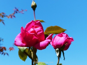 红色光芒月季