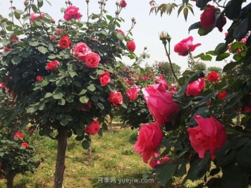 预测今后10年绿化苗木的发展前景