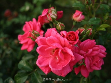 花卉苗木的四季养护要点