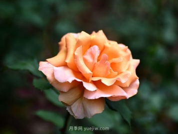 适合高速公路护坡的灌木花木都有哪些？