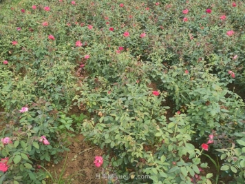 增强月季苗木质量管理的一些方法