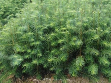 杉木龄级划分，种植10年的杉木价值与前景