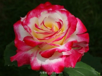 3个技巧，让月季更美丽更浓香