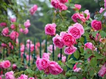 月季园：临沂书法广场月季园