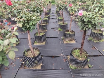 树状月季容器苗和假植容器苗的不同，教你分清楚