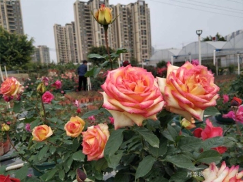 1-3级资质，园林绿化月季工程需要办理哪些资质？