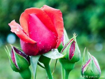 夏天月季如何养护，这样做准没错