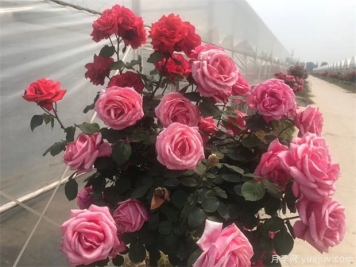 月季施什么肥？两种方案推荐