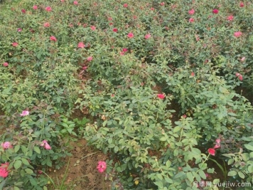 月季红蜘蛛用什么药？