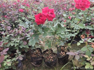 南阳现代月季批发基地专注成为优质月季供应商