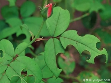 3招驱赶切叶蜂，再也不会啃月季的叶片
