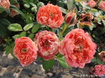 月季网：怎样栽培月季花？