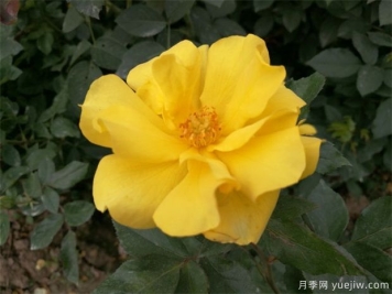 月季不爱生长是什么原因？具体分析