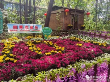 渭南华州南山下数万盆菊花争奇斗艳，国庆节美不胜收