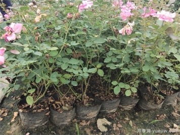 盆栽月季在栽植过程中如何处理呢？