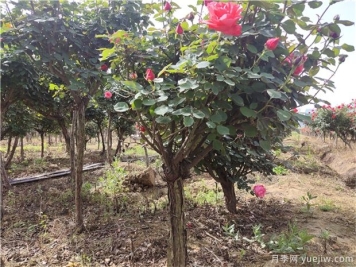 树状月季花在春夏秋冬四个季节，修剪的办法是什么