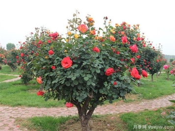 信阳多色树状月季的嫁接方法，来听月季基地描述吧