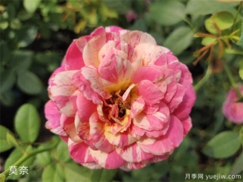 推荐6种月季非常好养，抗病能力超强