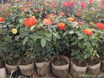 月季容器苗栽植养护要点