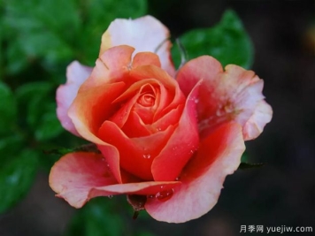 色彩艳丽斑斓的大花微月，永远的艾帕索