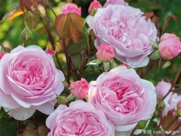 盆栽月季开完花怎样修剪