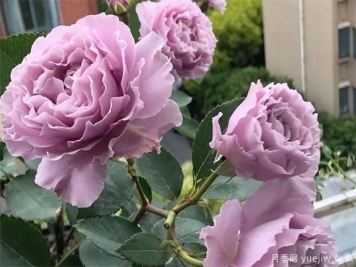 一天之中，月季花四季施肥特点