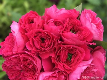 阿卡德米亚学院月季的优缺点是什么？