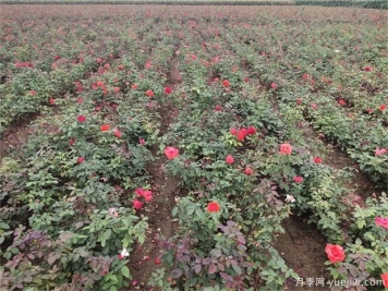 华北地区种植月季的方法