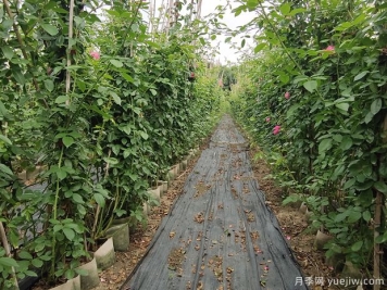 南阳藤本月季基地，1.5-2米爬藤月季出售量大